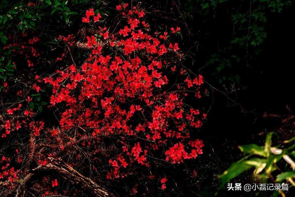 中国历史上的十大将军县及其辉煌贡献，中国十大将军县的辉煌历史与贡献