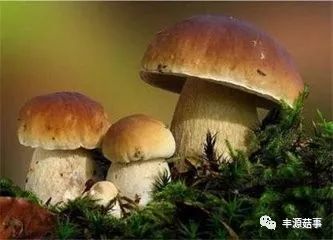 集团菌，一种不容忽视的微生物，集团菌，不容忽视的微生物探究