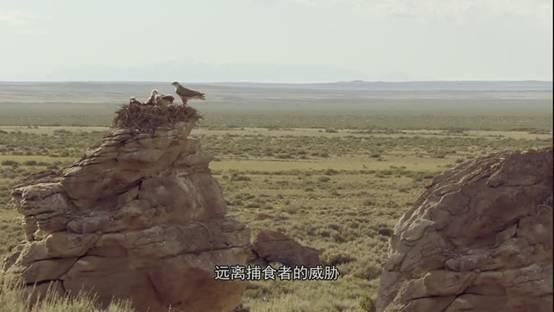 全球鹰与捕食者，天空中的观察者与猎手，全球鹰与捕食者，天空中的观察者与猎手对决
