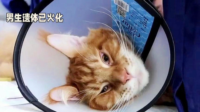 胖猫跳江事件最新消息，胖猫跳江事件最新进展报道