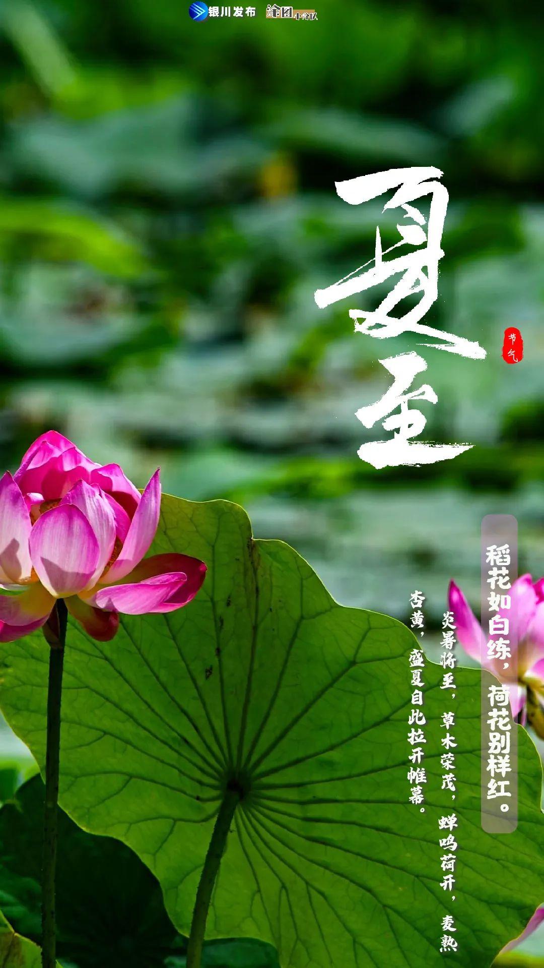 今天夏至，探寻夏日的韵律与生活的色彩，夏至探寻，夏日韵律与生活色彩绚烂绽放