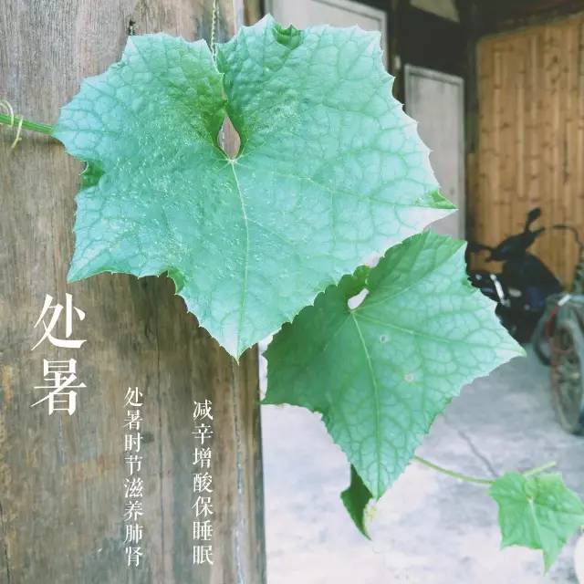 处暑，暑去秋来，万物更新，处暑时节，暑去秋来，万物更新交替之际