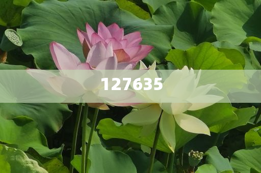 7777788888精准新传真