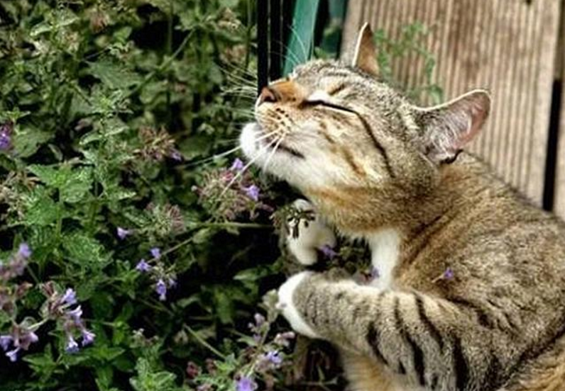 鼎盛军事论坛中的吃薄荷的猫,探索军事领域的独特视角与智慧洞察,鼎盛军事论坛中的吃薄荷的猫,军事领域的独特视角与智慧洞察解析