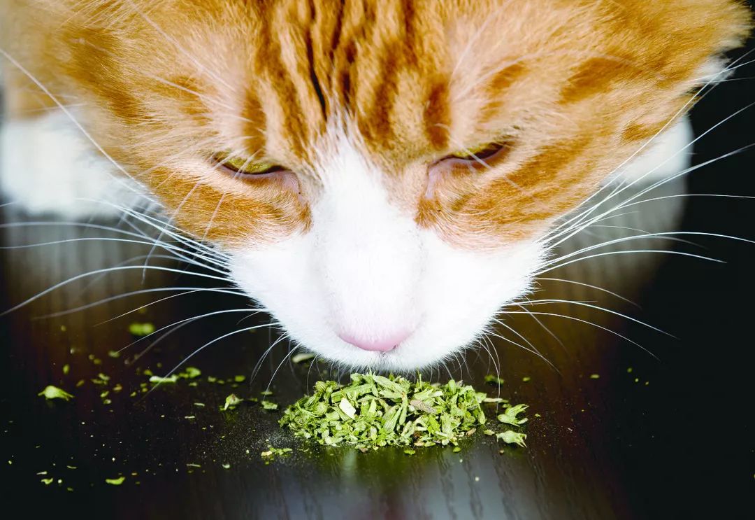 鼎盛军事论坛中的吃薄荷的猫,探索军事领域的独特视角与智慧洞察,鼎盛军事论坛中的吃薄荷的猫,军事领域的独特视角与智慧洞察解析