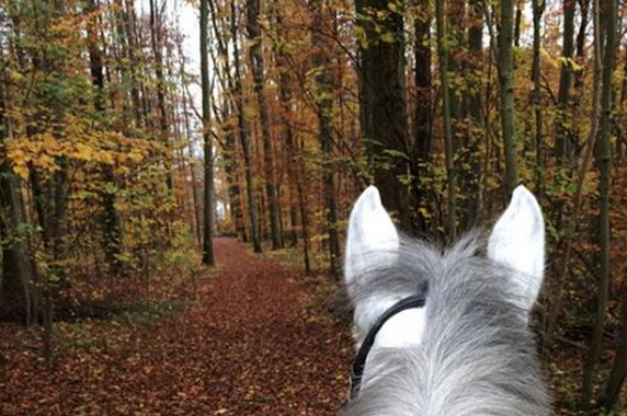 刘伯温四肖选一肖资料深度解析,刘伯温四肖选一肖资料深度解析与预测